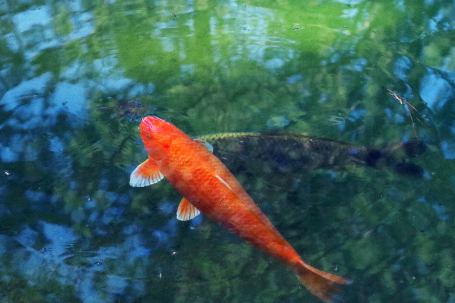this is a happy fish in a clean pond, learn why with this French podcast